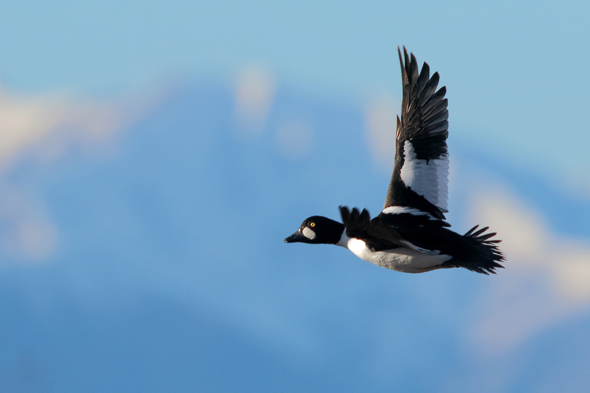 Ad ali spiegate, il sogno di Icaro.